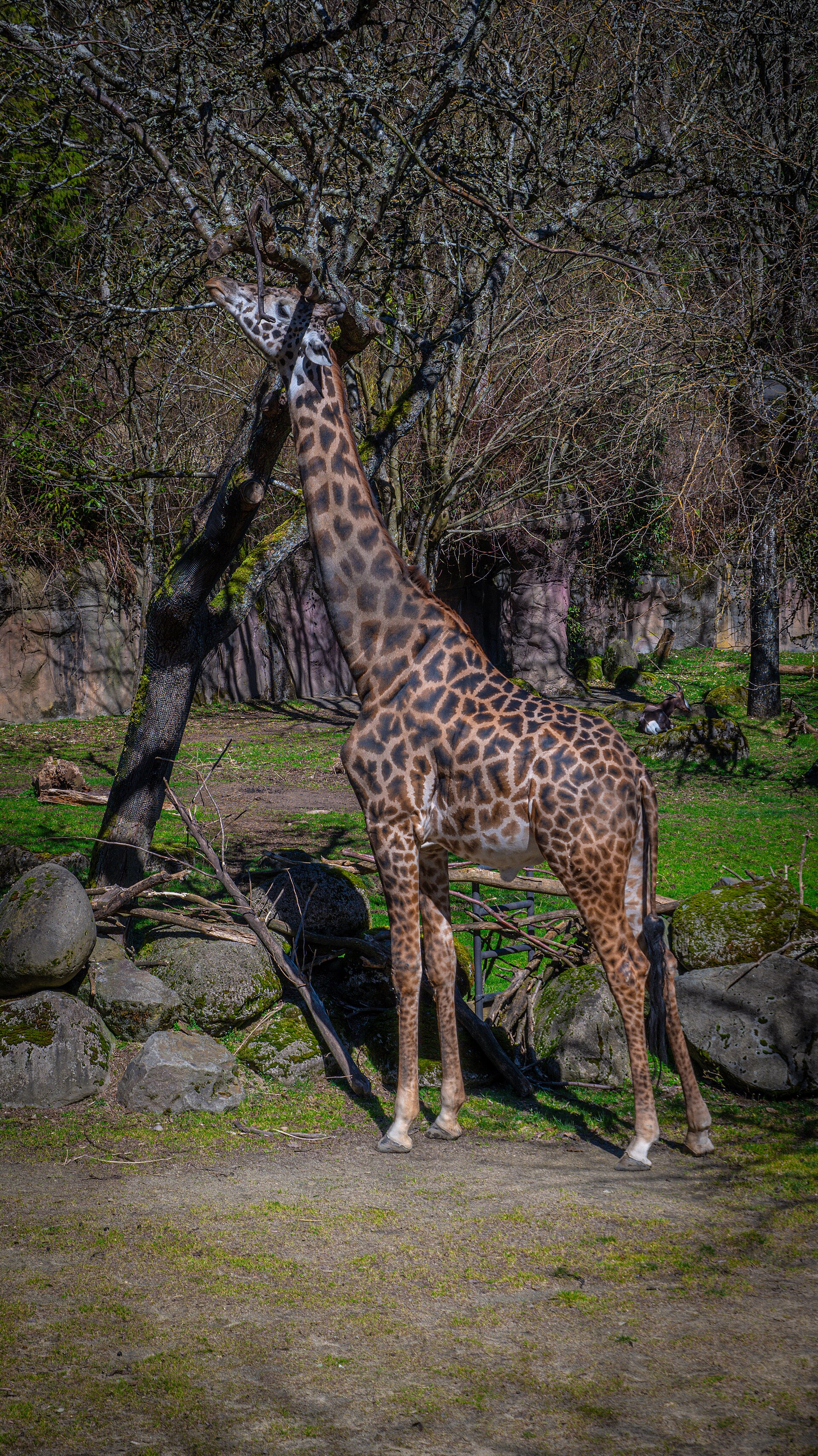Giraffe at the Oregon Zoo, Portland